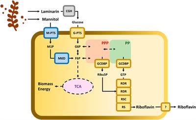 From Brown Seaweed to a Sustainable Microbial Feedstock for the Production of Riboflavin